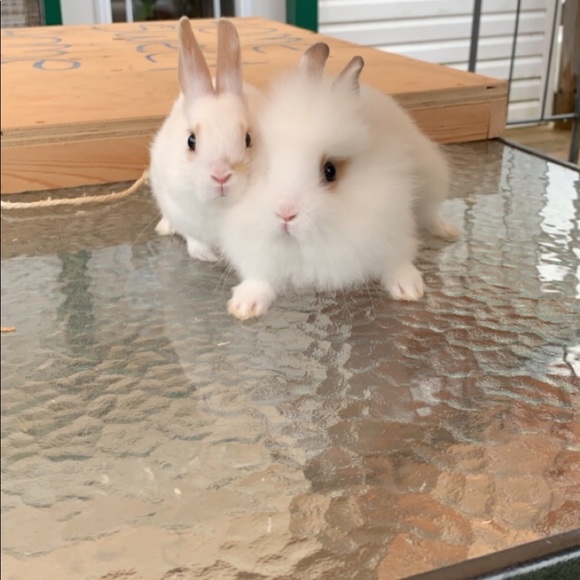 Meet your Posher, Maddy - Picture 5 of 5